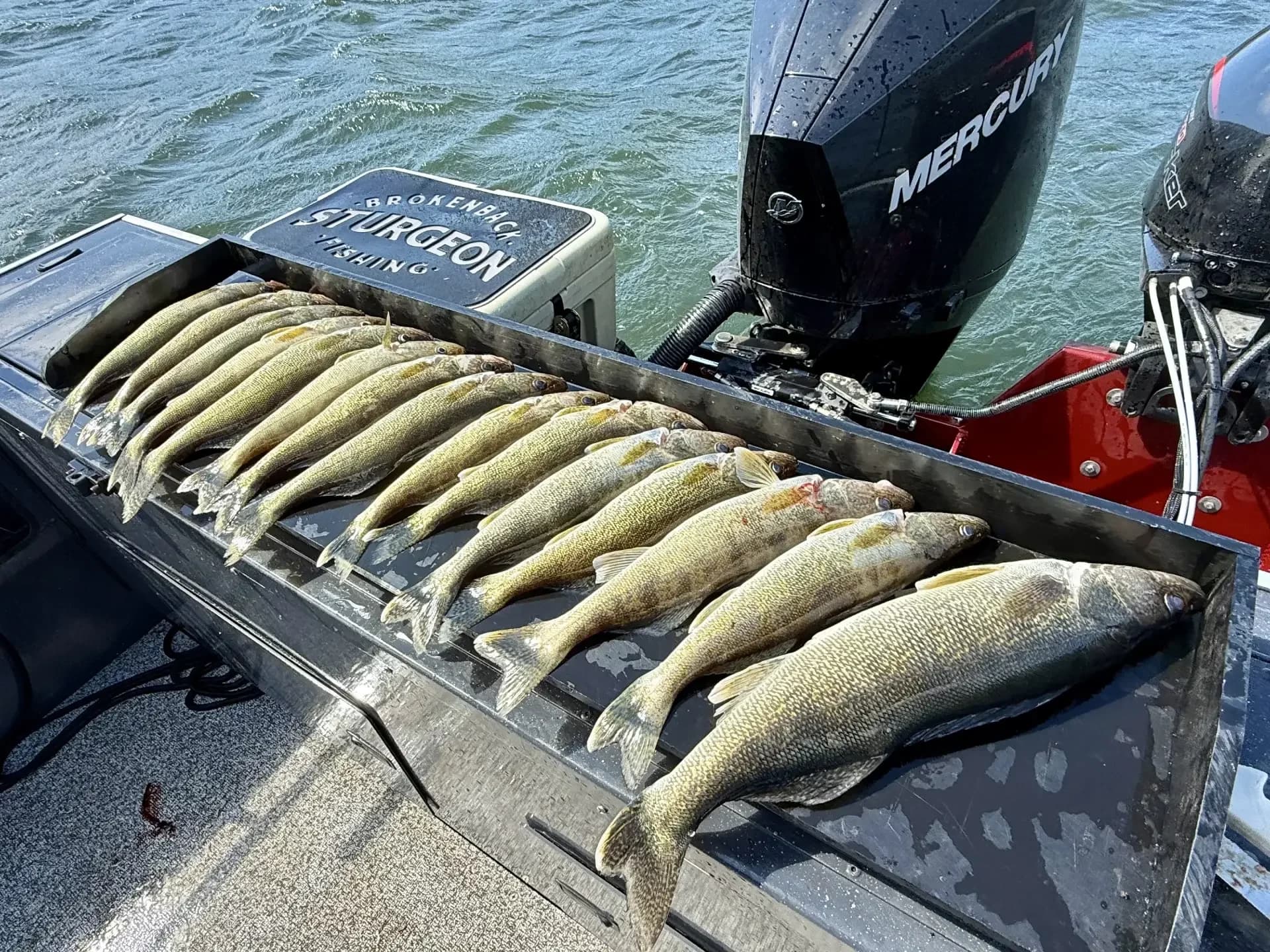 Guided Walleye Trip